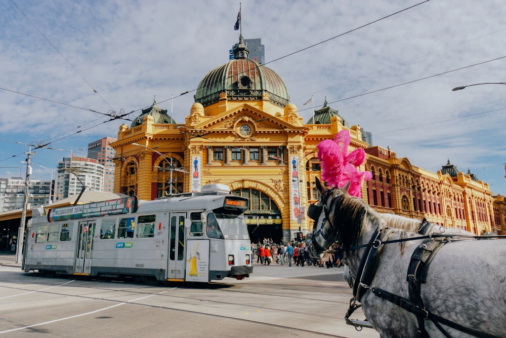 Melbourne sugar daddy